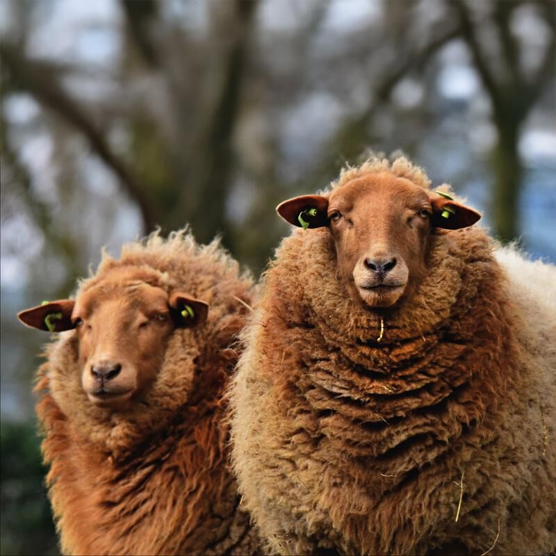 https://hollert.cstatic.io/media/image/aa/4a/5f/coburg_sheep-11_1280x1280.jpg